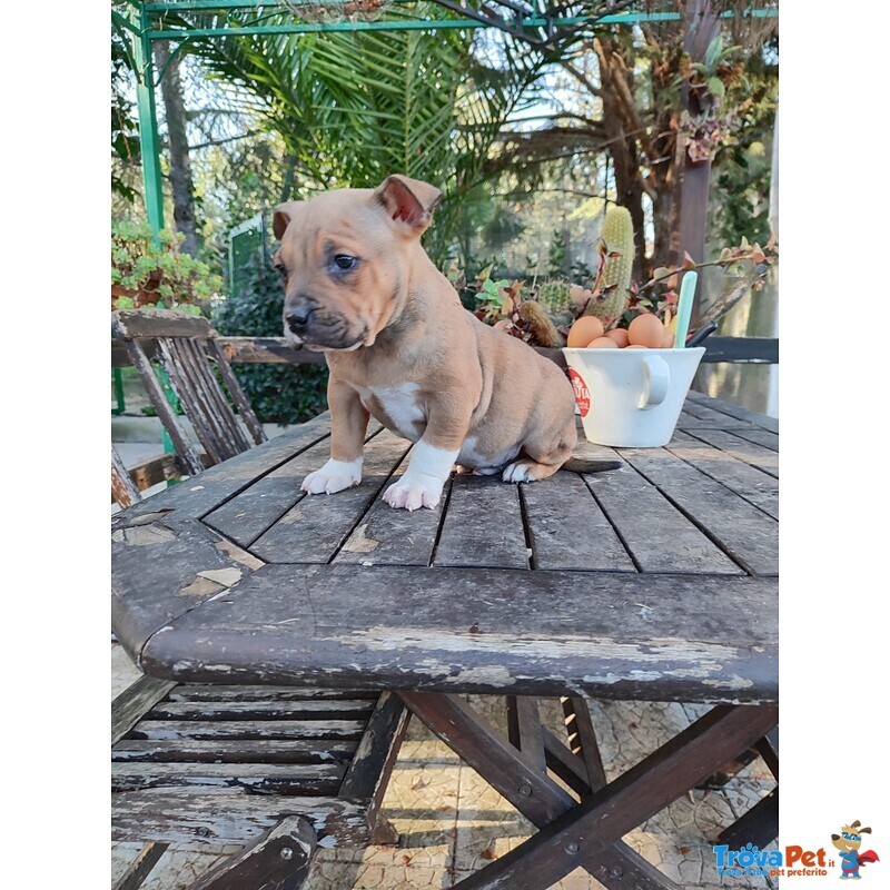 Cucciolo Amstaff con Pedigree - Foto n. 2