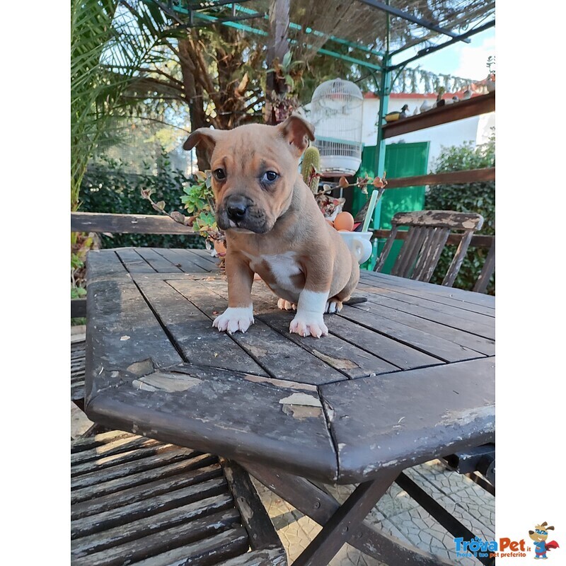 Cucciolo Amstaff con Pedigree - Foto n. 3