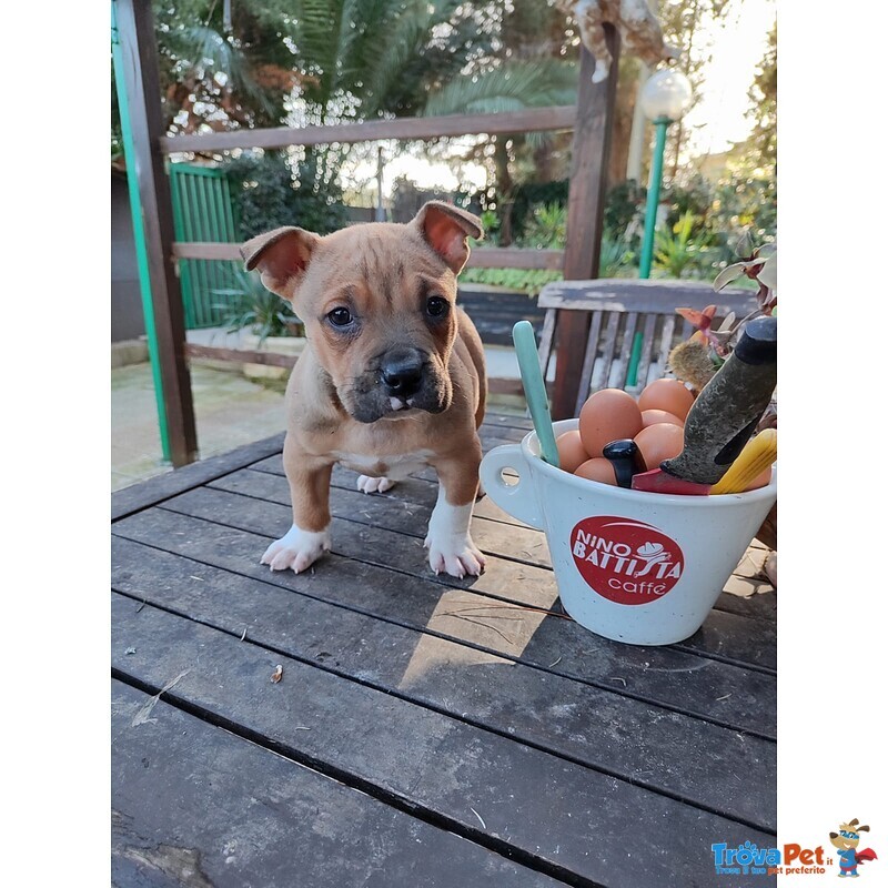 Cucciolo Amstaff con Pedigree - Foto n. 4