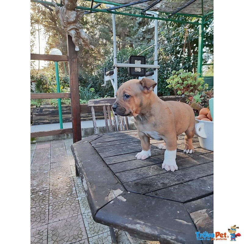 Cucciolo Amstaff con Pedigree - Foto n. 5