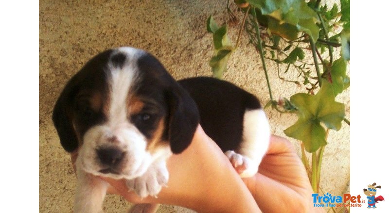 Cuccioli di Beagle - Foto n. 1