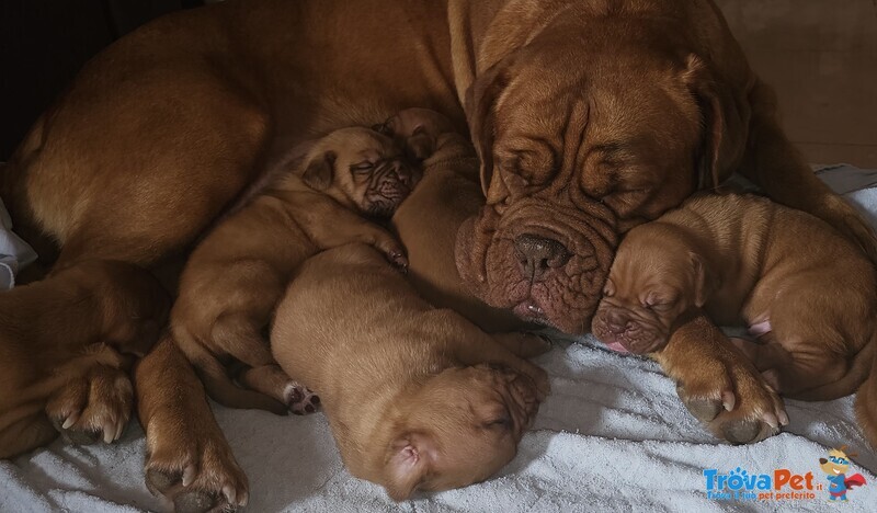 Cuccioli di Dogue de Bordeaux - Foto n. 2