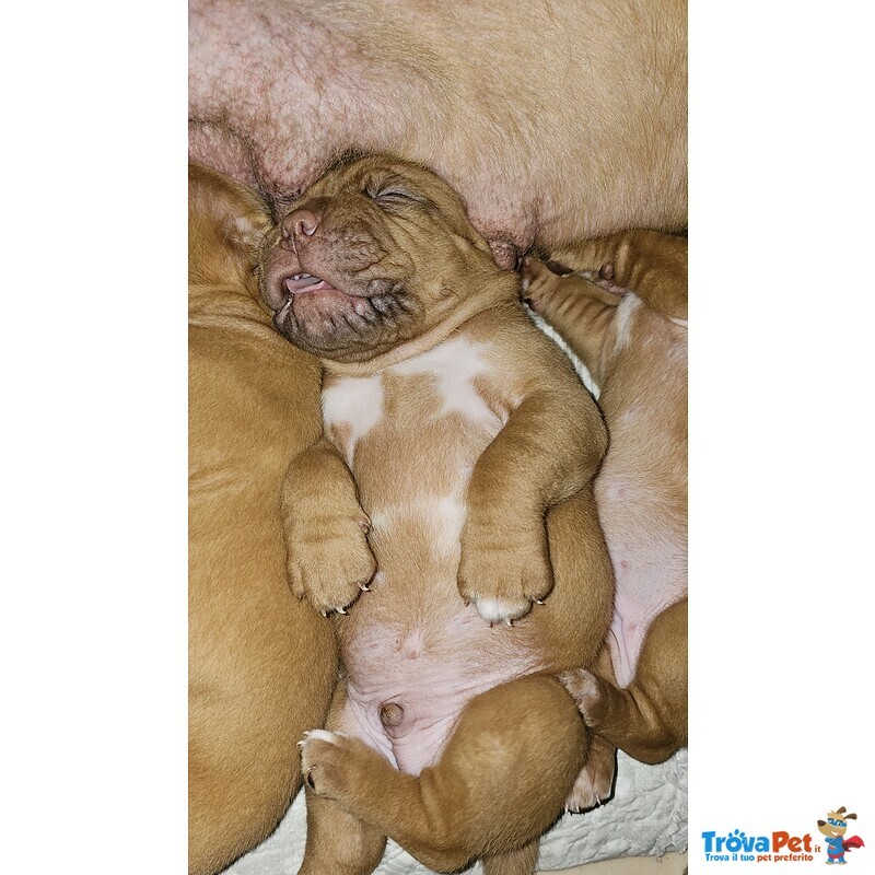 Cuccioli di Dogue de Bordeaux - Foto n. 3