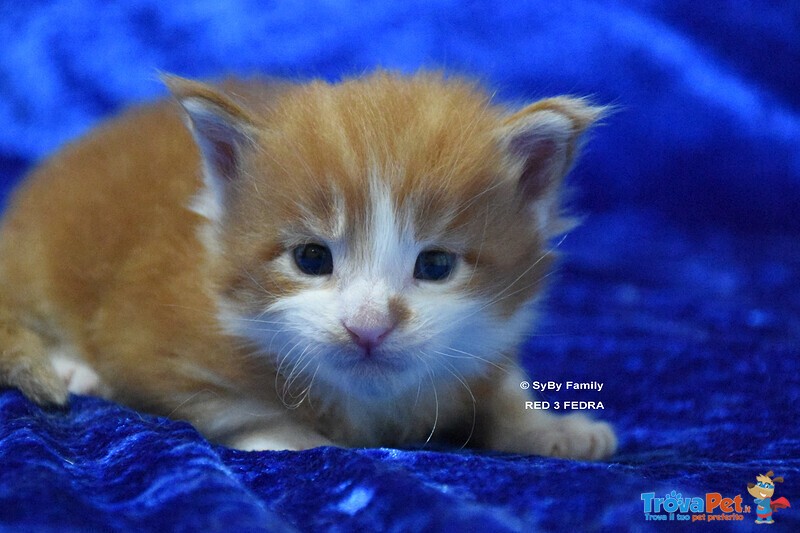 Cucciolo Maine Coon - Foto n. 3