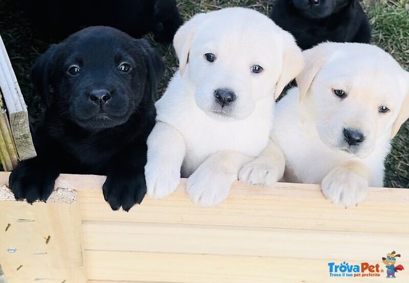 Cuccioli Labrador Retriever - Foto n. 1