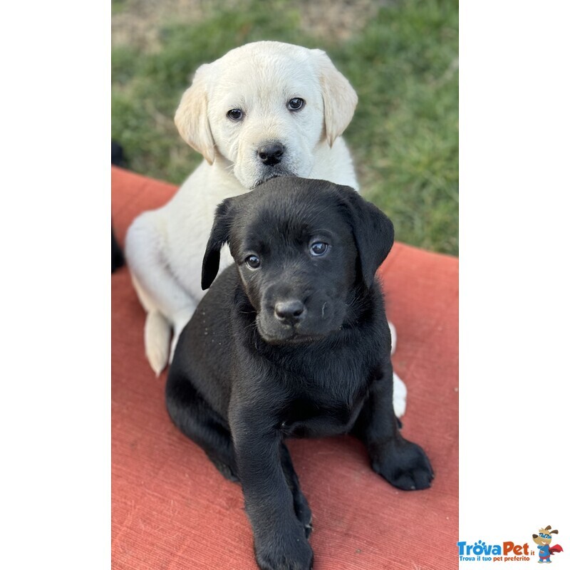 Cuccioli Labrador Retriever - Foto n. 2