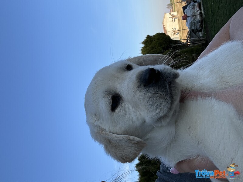 Cuccioli Labrador Retriever - Foto n. 3