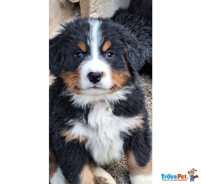 Bovaro del Bernese Disponibili Cuccioli con Pedigree - Foto n. 1