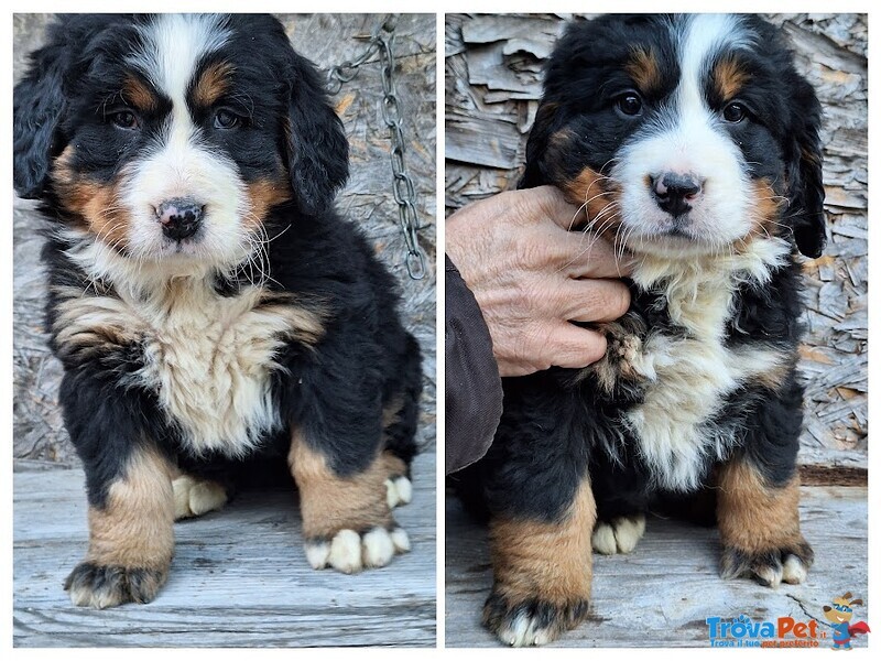 Bovaro del Bernese Disponibili Cuccioli con Pedigree - Foto n. 2