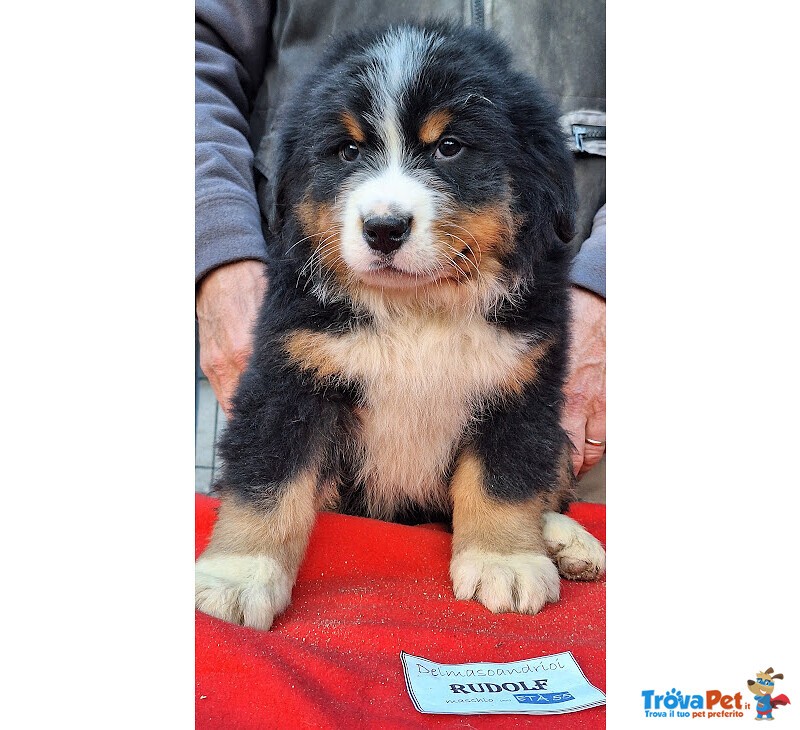 Bovaro del Bernese Disponibili Cuccioli con Pedigree - Foto n. 3