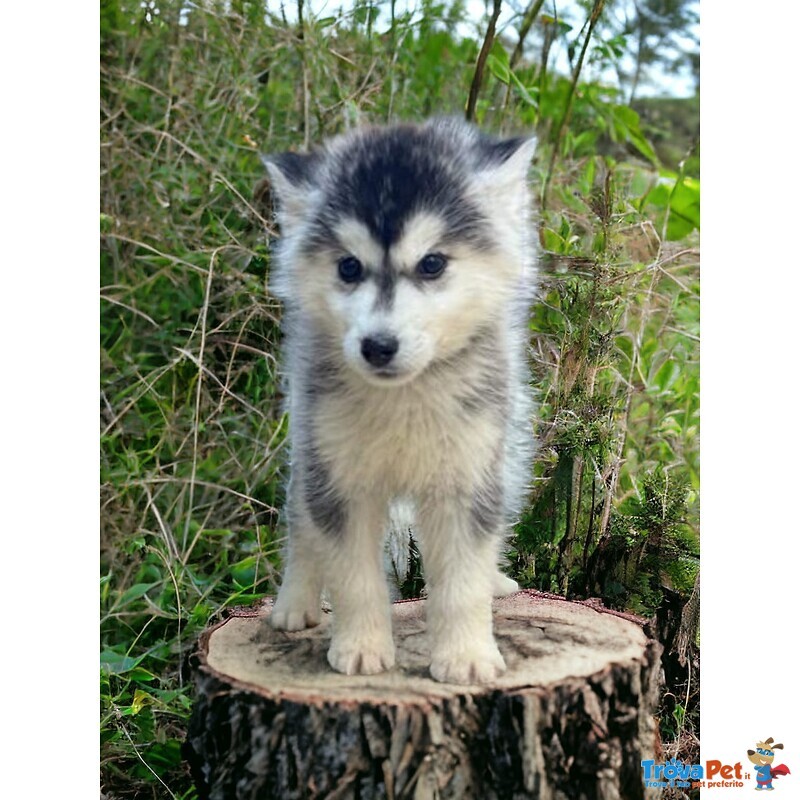 Cedo un Cucciolo di Husky - Foto n. 1