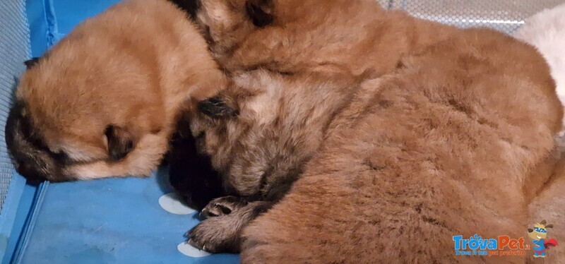 Chow chow Maschi e Femmine - Foto n. 1