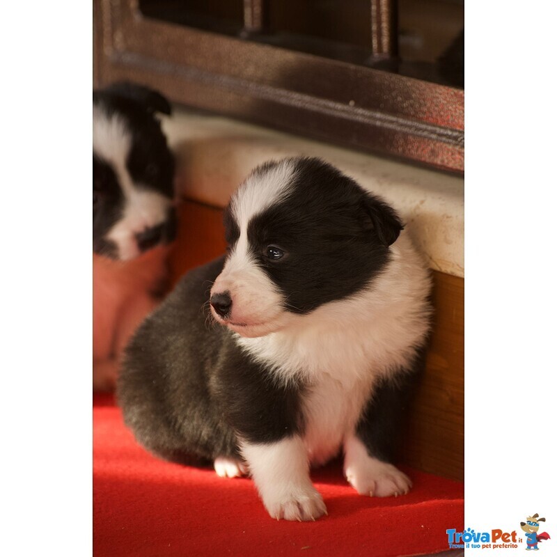 Cuccioli di Border Collie - Foto n. 2