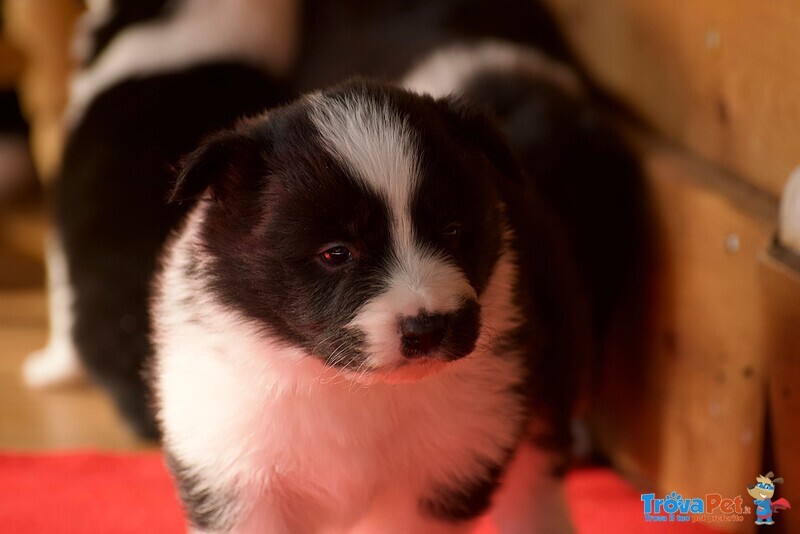 Cuccioli di Border Collie - Foto n. 1