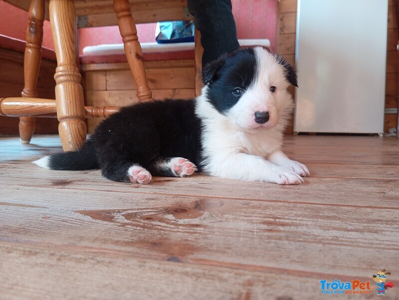 Cuccioli di Border Collie - Foto n. 3