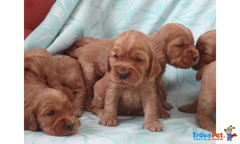 Cocker Spaniel Maschietti - Foto n. 1