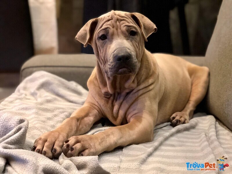 Atlas Bellissimo thai Ridgeback in Regalo - Foto n. 1