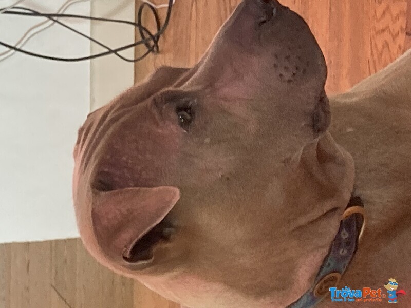 Atlas Bellissimo thai Ridgeback in Regalo - Foto n. 3