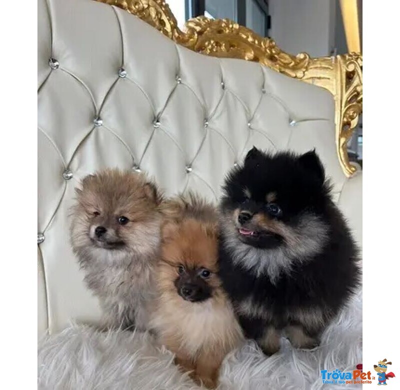 Pomerania toy e Nani - Foto n. 1