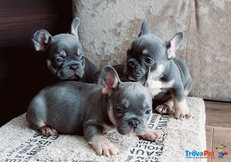 Bouledogue Francese Cuccioli - Foto n. 2