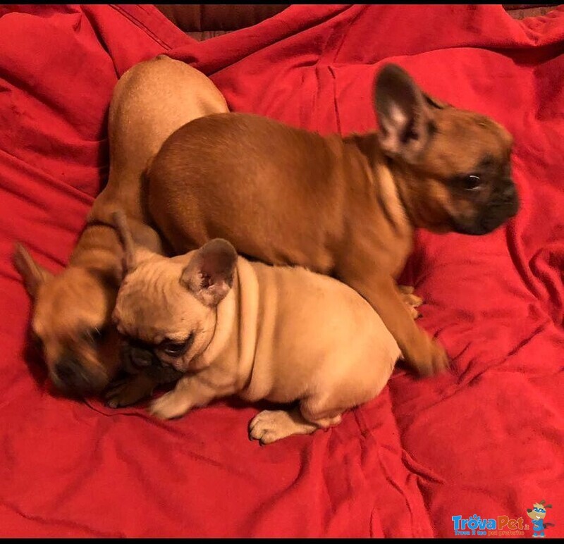 Bouledogue Francese Cuccioli - Foto n. 3