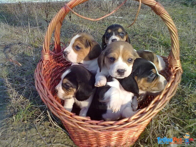 Beagle Tricolore Cuccioli - Foto n. 1