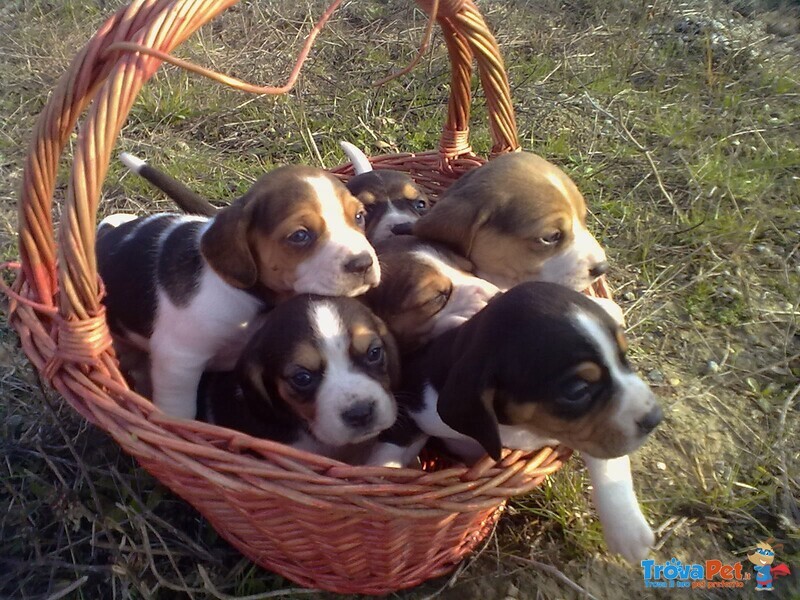 Beagle Tricolore Cuccioli - Foto n. 2