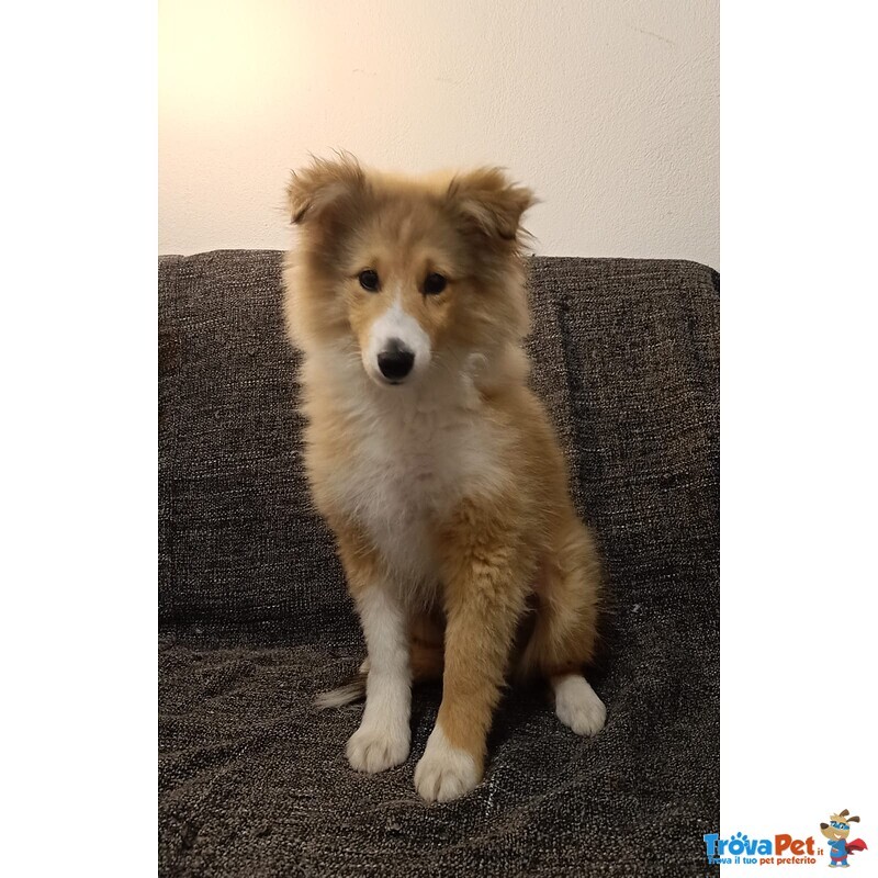 Vendessi Cuccioli di cane Pastore Shetland di alta Genealogia - Foto n. 1