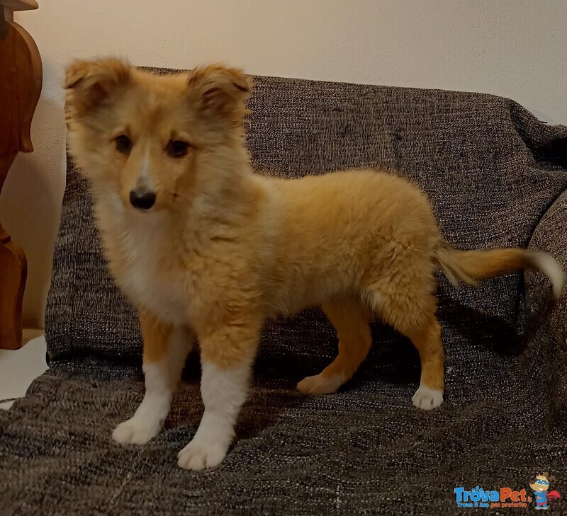 Vendessi Cuccioli di cane Pastore Shetland di alta Genealogia - Foto n. 2