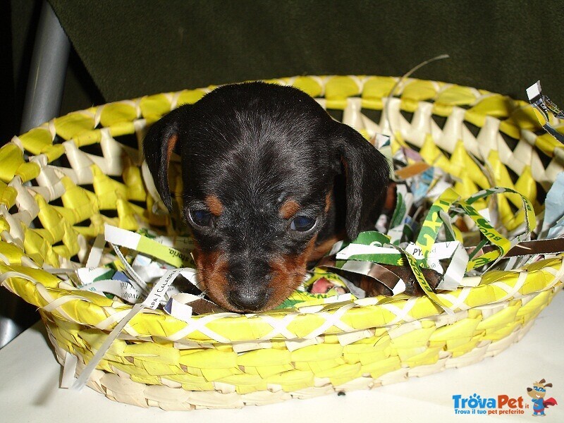 Bassotto nano Cuccioli - Foto n. 1