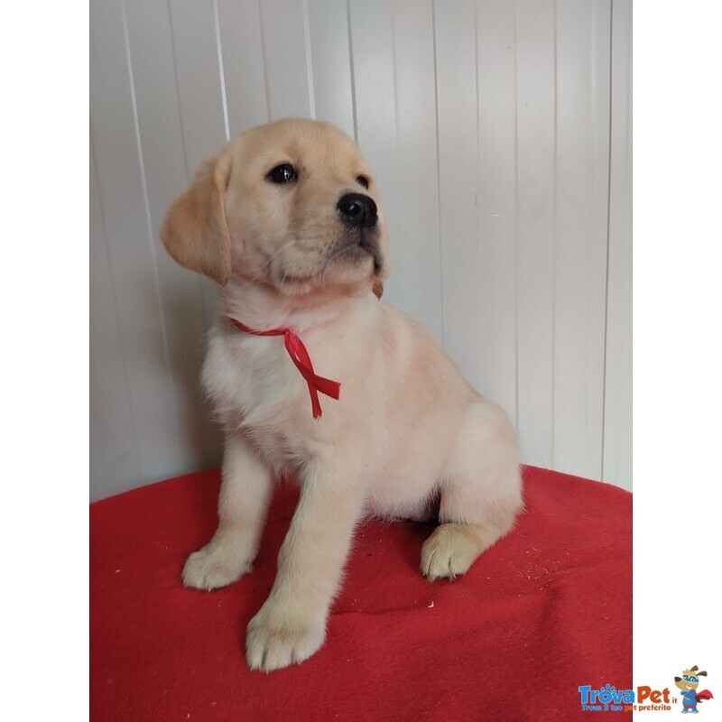 Labrador Femminuccia con Pedigree - Foto n. 1