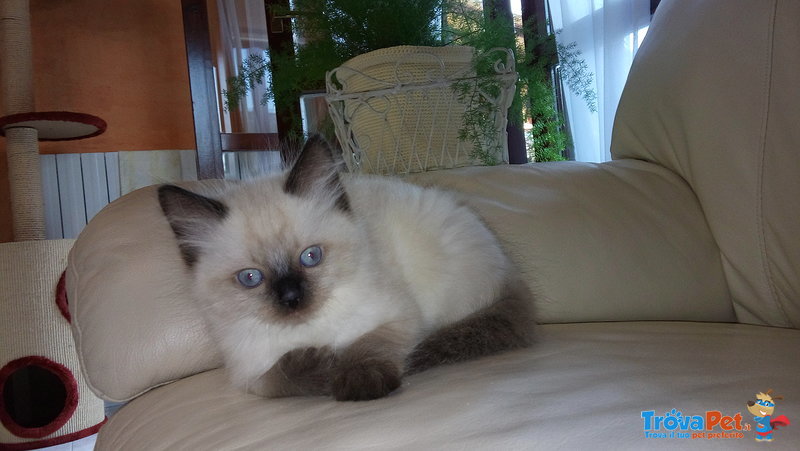 Cucciolo Ragdoll - Foto n. 2