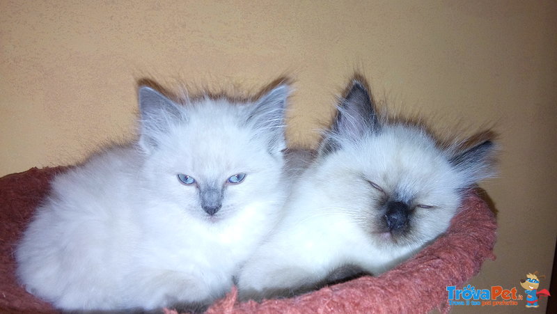 Cucciolo Ragdoll - Foto n. 3