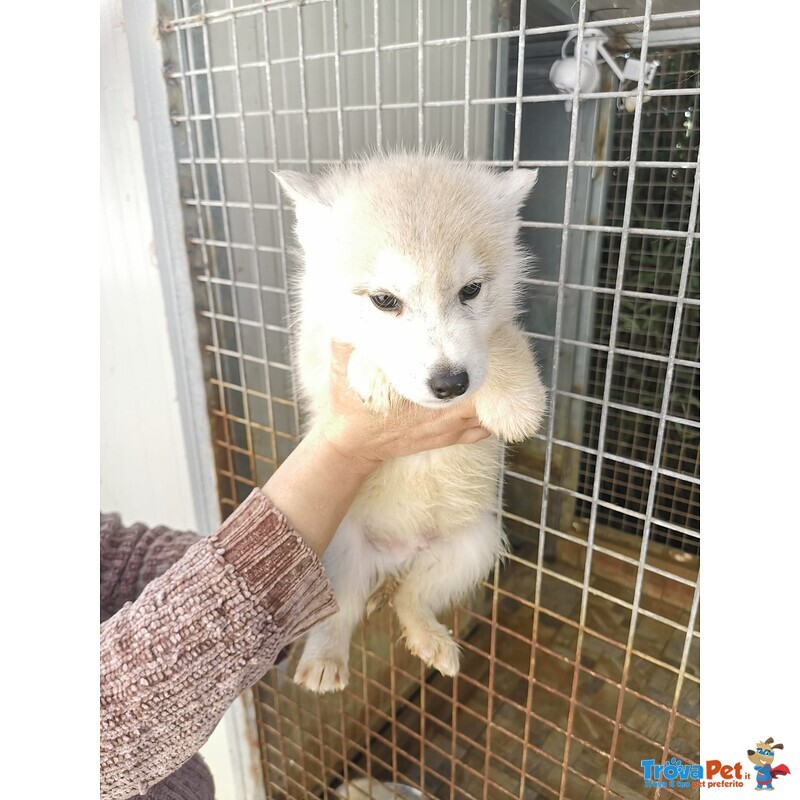 Cedo un Cuccioli di Husky Prezzo Trattabile - Foto n. 5