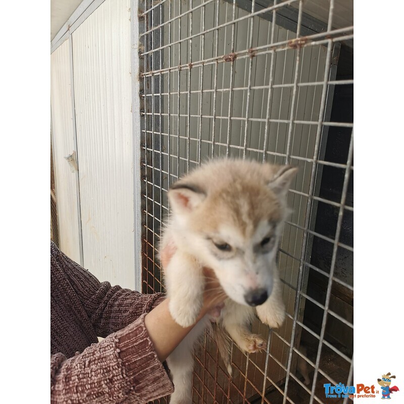 Cedo un Cuccioli di Husky Prezzo Trattabile - Foto n. 1