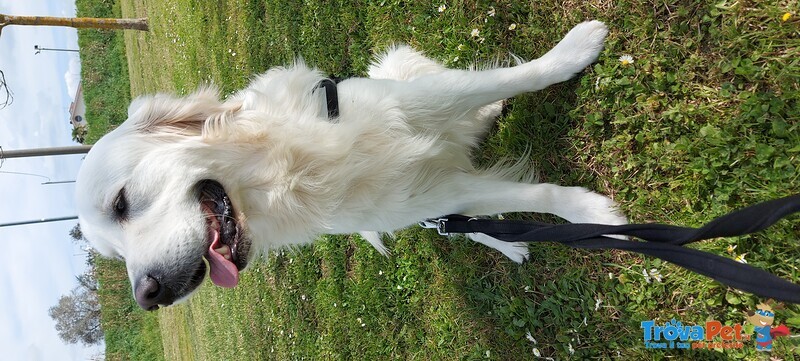 Maschio di Golden Retriever per Accoppiamento - Foto n. 1