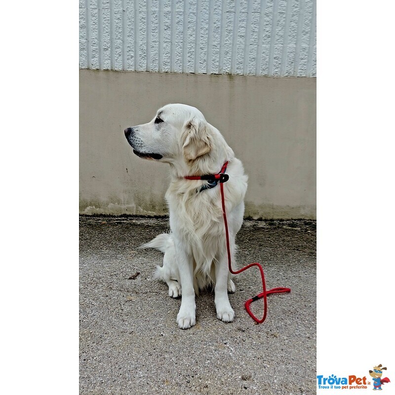 Maschio di Golden Retriever per Accoppiamento - Foto n. 3