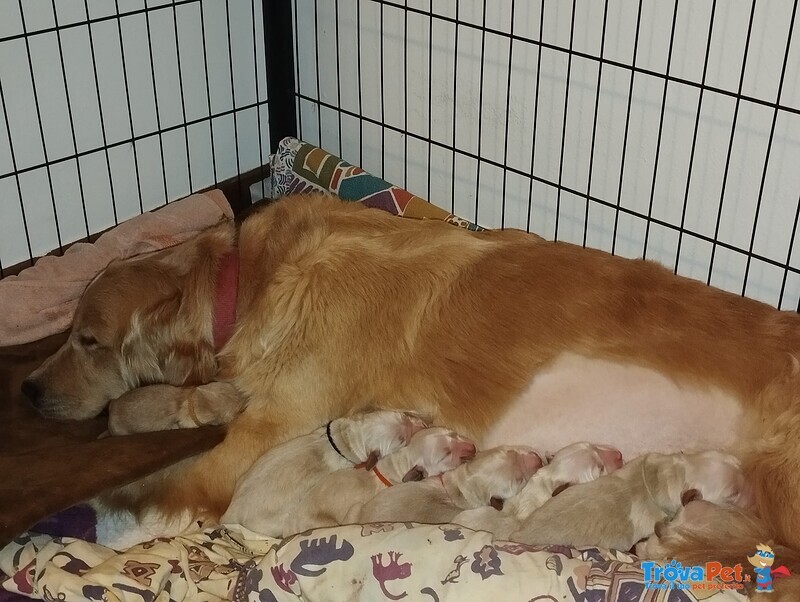 5 Femmine 4 Maschi Golden Retriever Ottima Genealogia - Foto n. 3