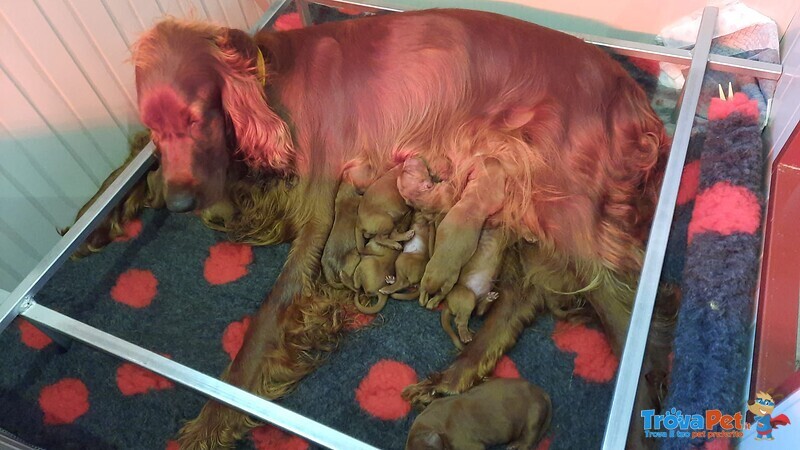 Vendonsi Bellissimi Cuccioli di Setter Irlandese - Foto n. 2