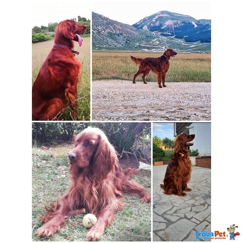 Vendonsi Bellissimi Cuccioli di Setter Irlandese - Foto n. 4