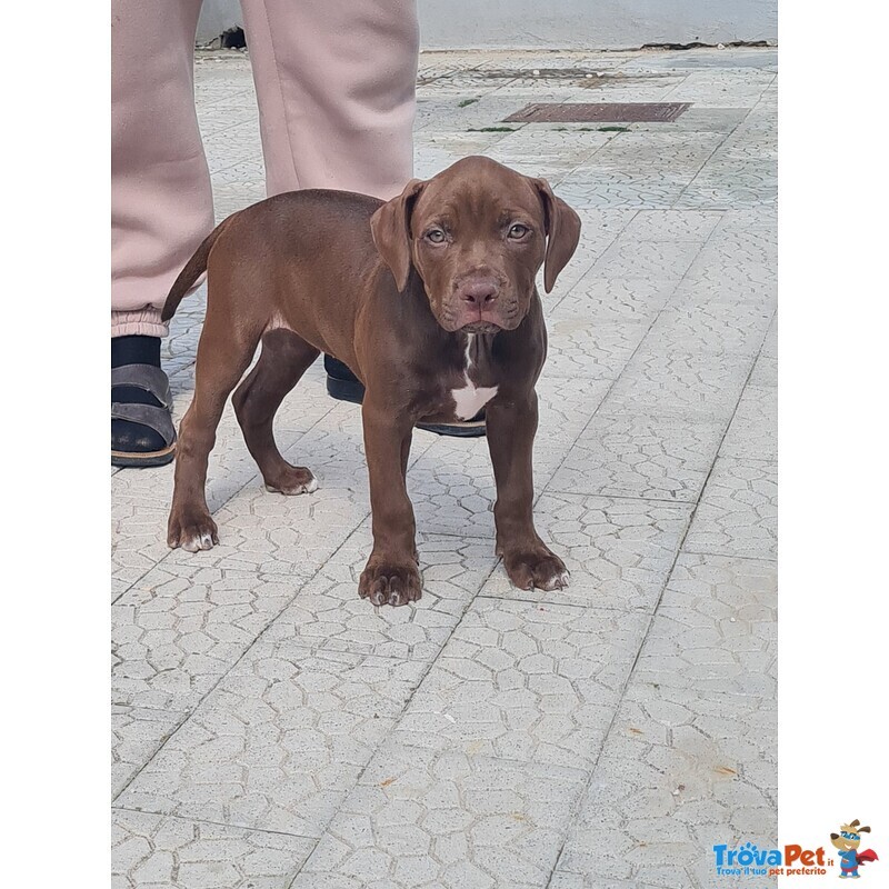 Cuccioli Pitbull con Pedigree - Foto n. 3