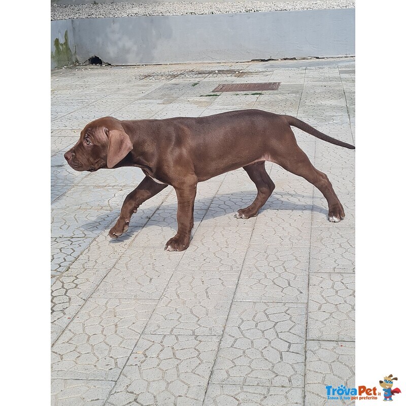 Cuccioli Pitbull con Pedigree - Foto n. 4