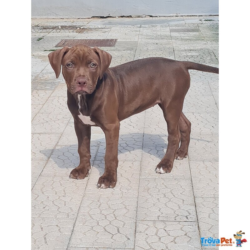 Cuccioli Pitbull con Pedigree - Foto n. 5