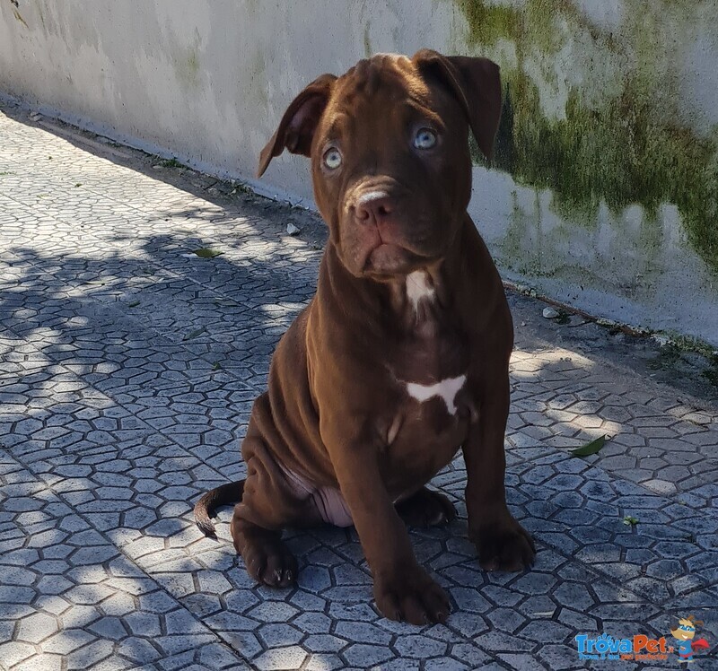 Cuccioli Pitbull con Pedigree - Foto n. 1