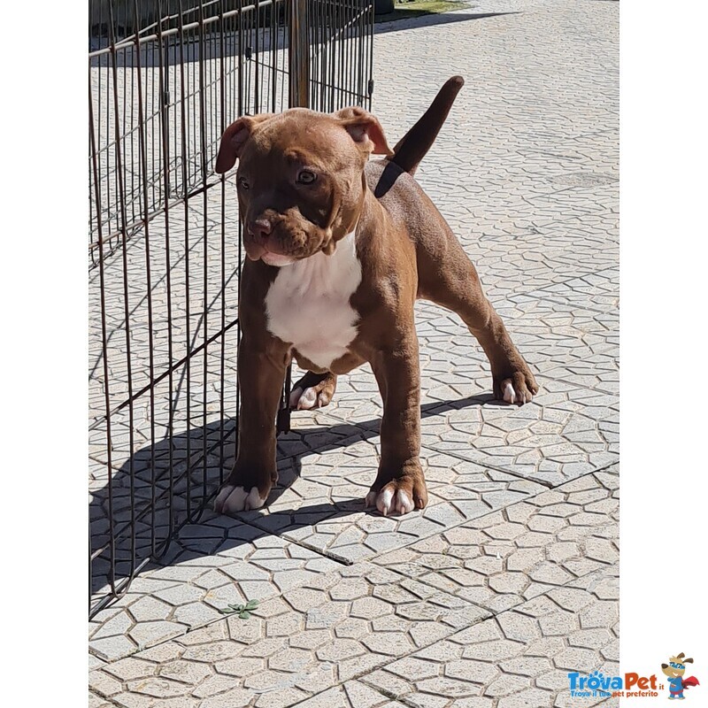 Cuccioli Pitbull con Pedigree - Foto n. 6