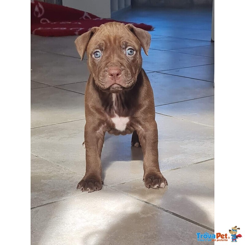 Cuccioli Pitbull con Pedigree - Foto n. 7