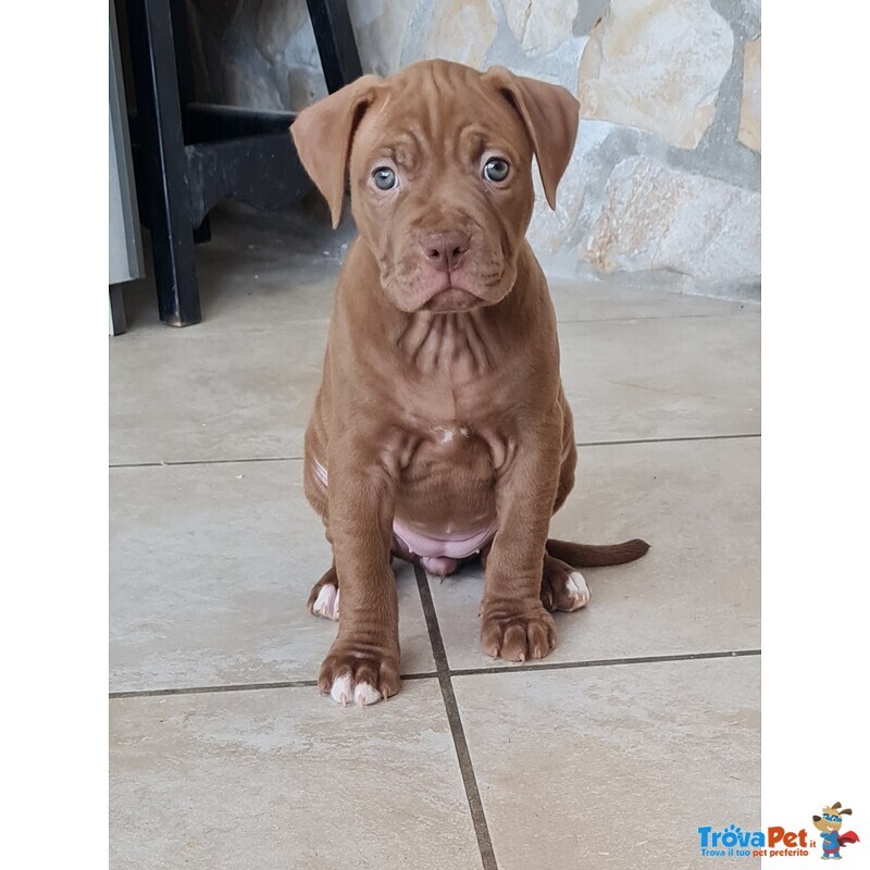 Cuccioli Pitbull con Pedigree - Foto n. 8