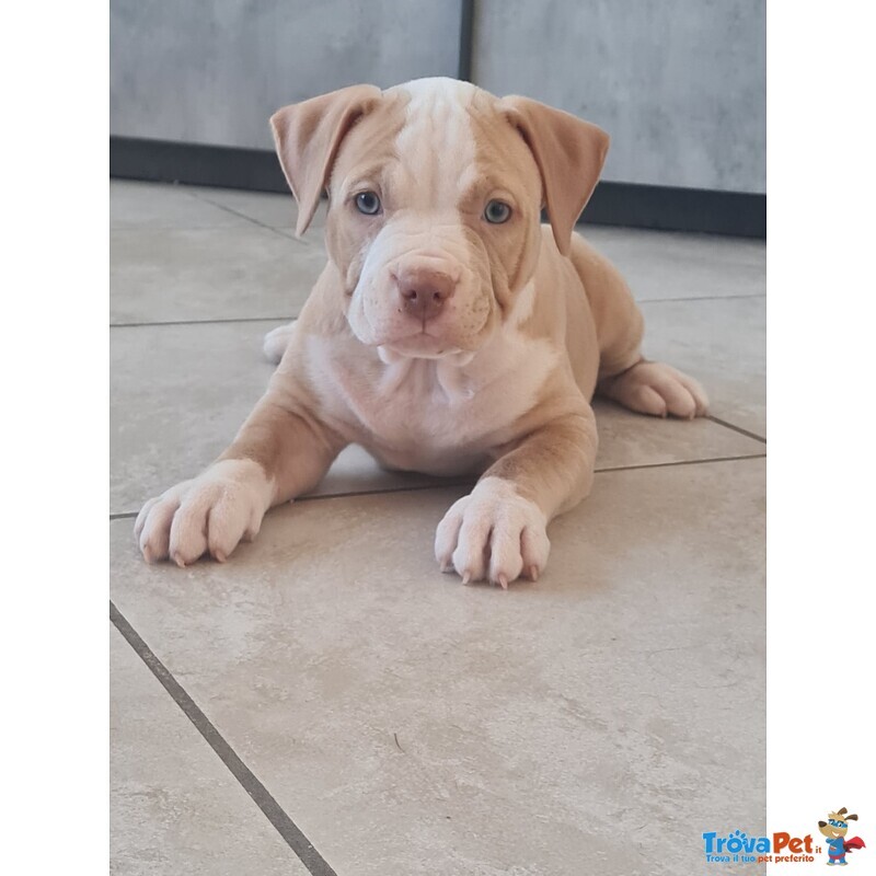 Cuccioli Pitbull con Pedigree - Foto n. 9