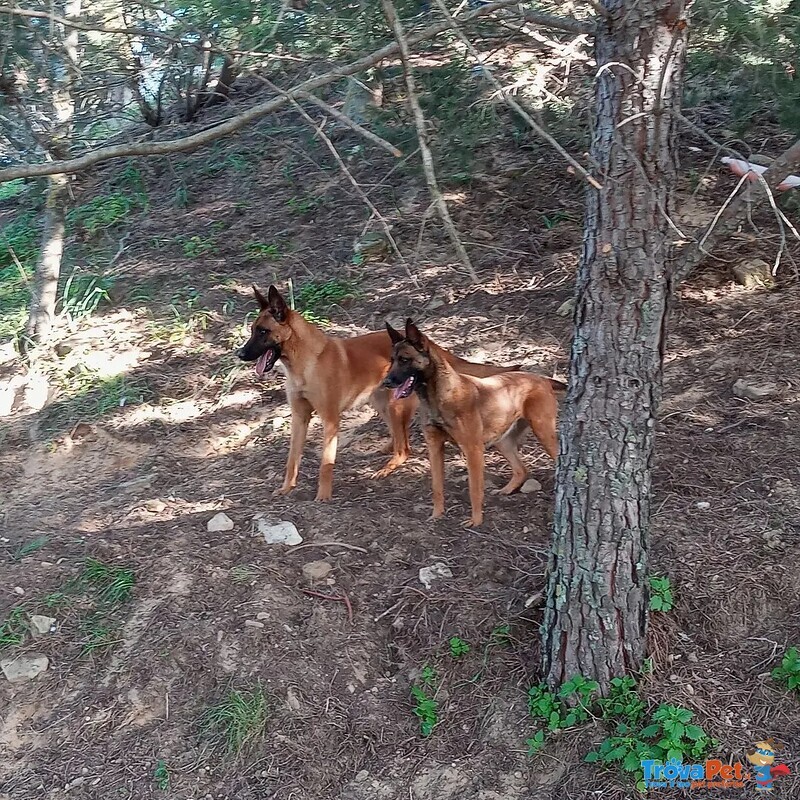 Cuccioli Malinois - Foto n. 1