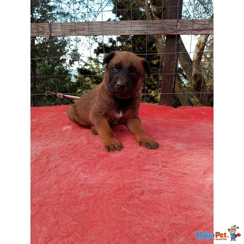 Cuccioli Malinois - Foto n. 2